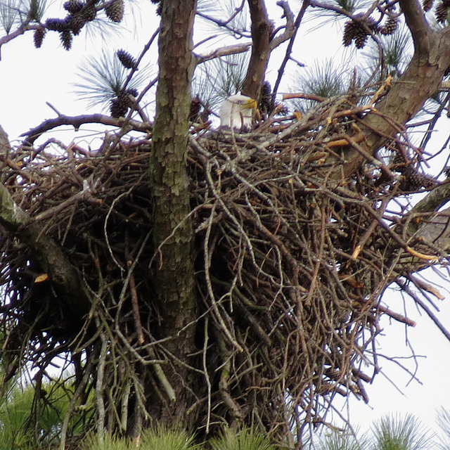 Bald eagle on nest