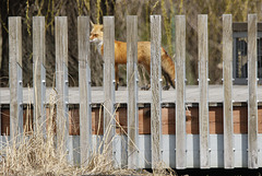 Happy Fox....Fence Friday