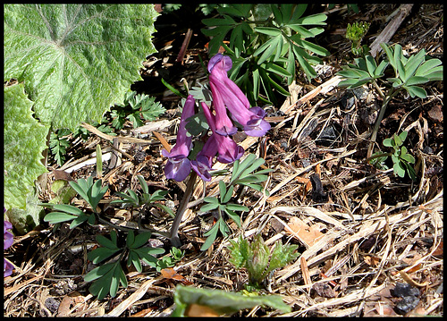 Corydalis solida (2) Corydalis solida (2)