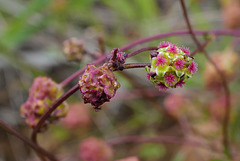 Sanguisorba verrucosa, Rosaceae