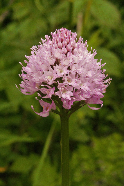 Orchis globuleux = Traunsteinera globosa, Orchidées (Haute-Savoie, France)