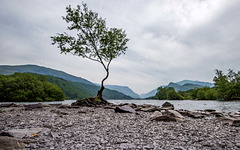 The lone tree, Lake Padarn2