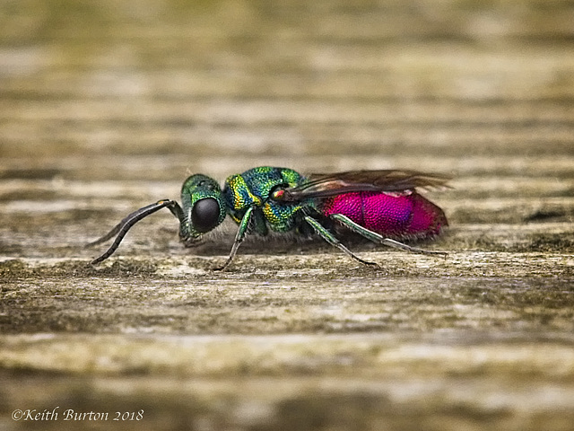 Ruby-Tailed Wasp