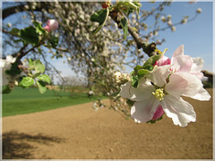 Apfelblüte / Apple blossom [PiP]