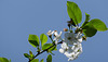 Prunus Cerasus