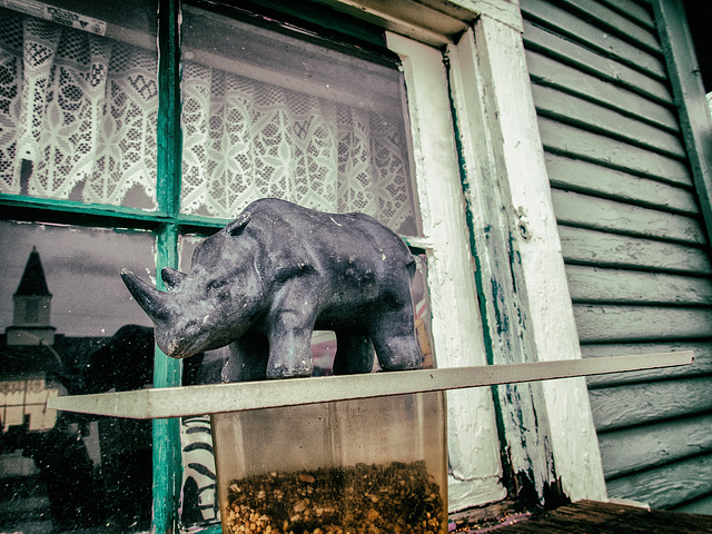 Rhino in the Window