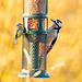 Greater spotted woodpecker
