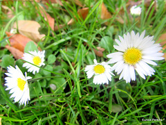 Daisies Decorating Our Back Lawn.