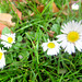 Daisies Decorating Our Back Lawn.