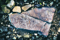 Icnofossile - Ichnofossil (Val Mozzola)