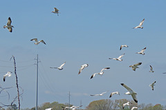 Flying Flock of Gulls