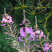 Chamaenerion augustifolium