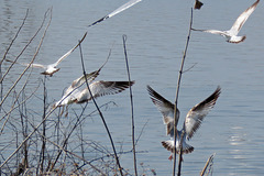 Flock of Young Ring-billed Gulls