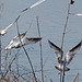 Flock of Young Ring-billed Gulls