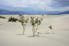 Saline Valley dunes