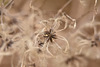 araignée végétale