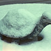 Snow Turtle