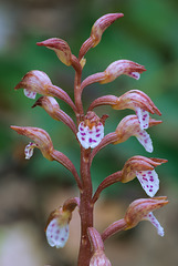 Corallorhiza wisteriana (Wister's Coralroot orchid)