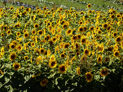 A maze of golden Sunflowers