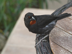 Lesser Antillean Bullfinch (Male)
