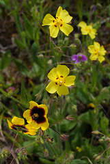 Tuberaria guttata (bottom), Tuberaria plantaginea (top)