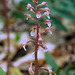 Corallorhiza wisteriana (Wister's Coralroot orchid)
