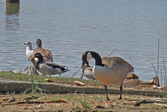 Geese, Ducks, and a Gull