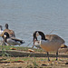 Geese, Ducks, and a Gull