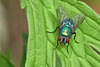 Green Bottle Fly - Lucilia sericata
