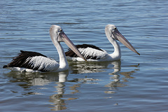 187/365 Pelican Pair