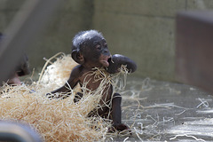 Bonobojunge Makasi (Wilhelma)