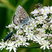 Common Blue f (Polyommatus icarus) DSB 0254