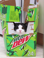 Ming Ming Does The Dew