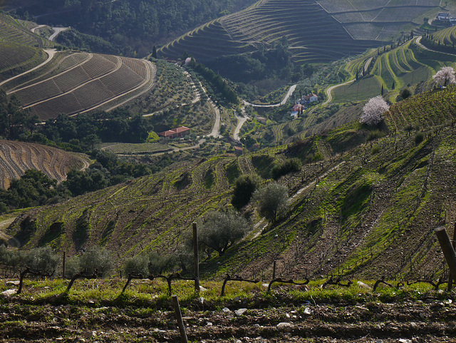 The Douro Valley   -   Port  Wine