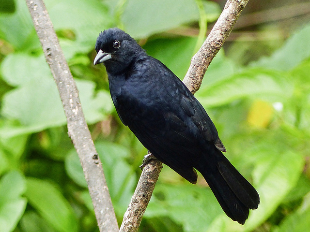 White-lined Tanager, Trinidad