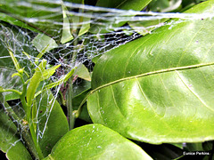 Web on Tangelo Tree.