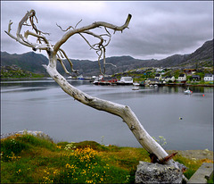 - the last tree - Gjesvær - Nordkapp (044)