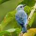 Blue-gray Tanager, Trinidad