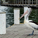 Waiting Pelican