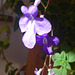 Violette Blüte - viola floro