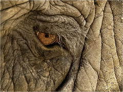 An elephant's eye