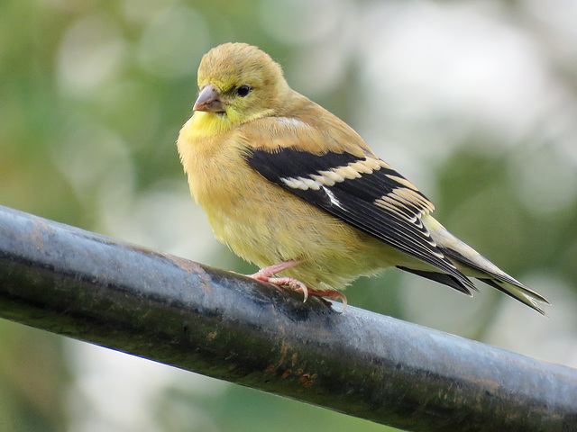 American Goldfinch juvenile / Spinus tristis