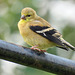 American Goldfinch juvenile / Spinus tristis