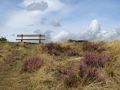 The heather on the hill
