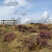 The heather on the hill