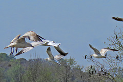Ring-billed Gulls in Flight