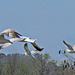 Ring-billed Gulls in Flight