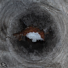 Pictures for Pam, Day 90: Plywood Knot with Snow