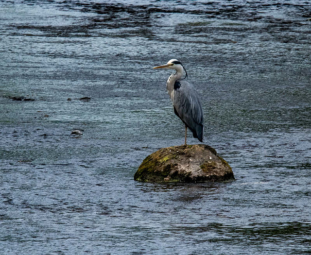 A heron on Afon Rhythallt