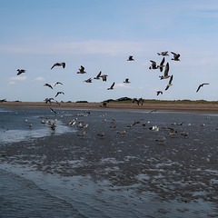 Juvenile gulls